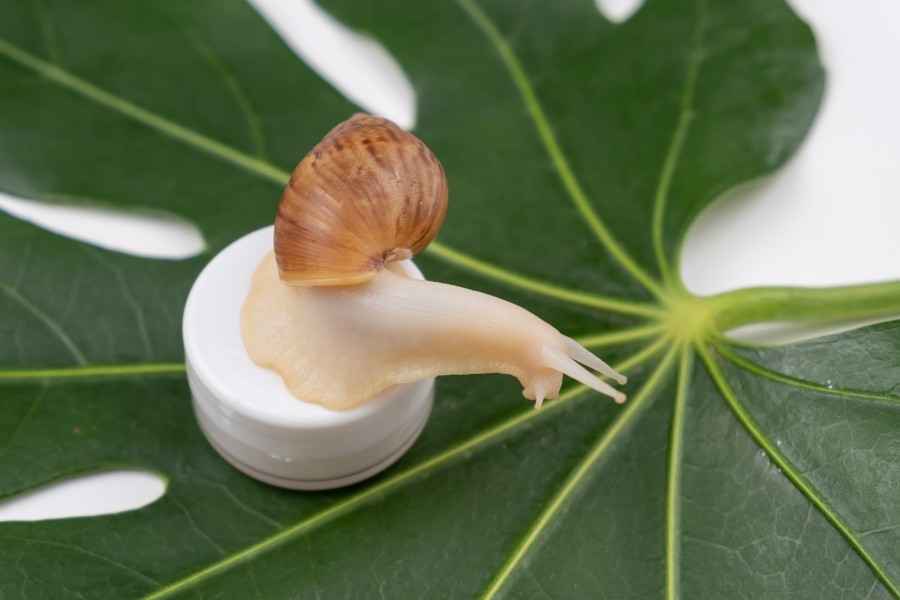 Bave d'escargot : Un secret ancien pour une peau rayonnante